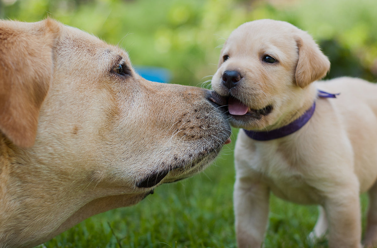 The Big Differences Between Labrador Retrievers And Golden Retrievers