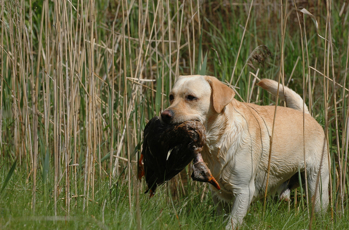 Characteristics of A Labrador Retriever As A Hunting and Family Dog
